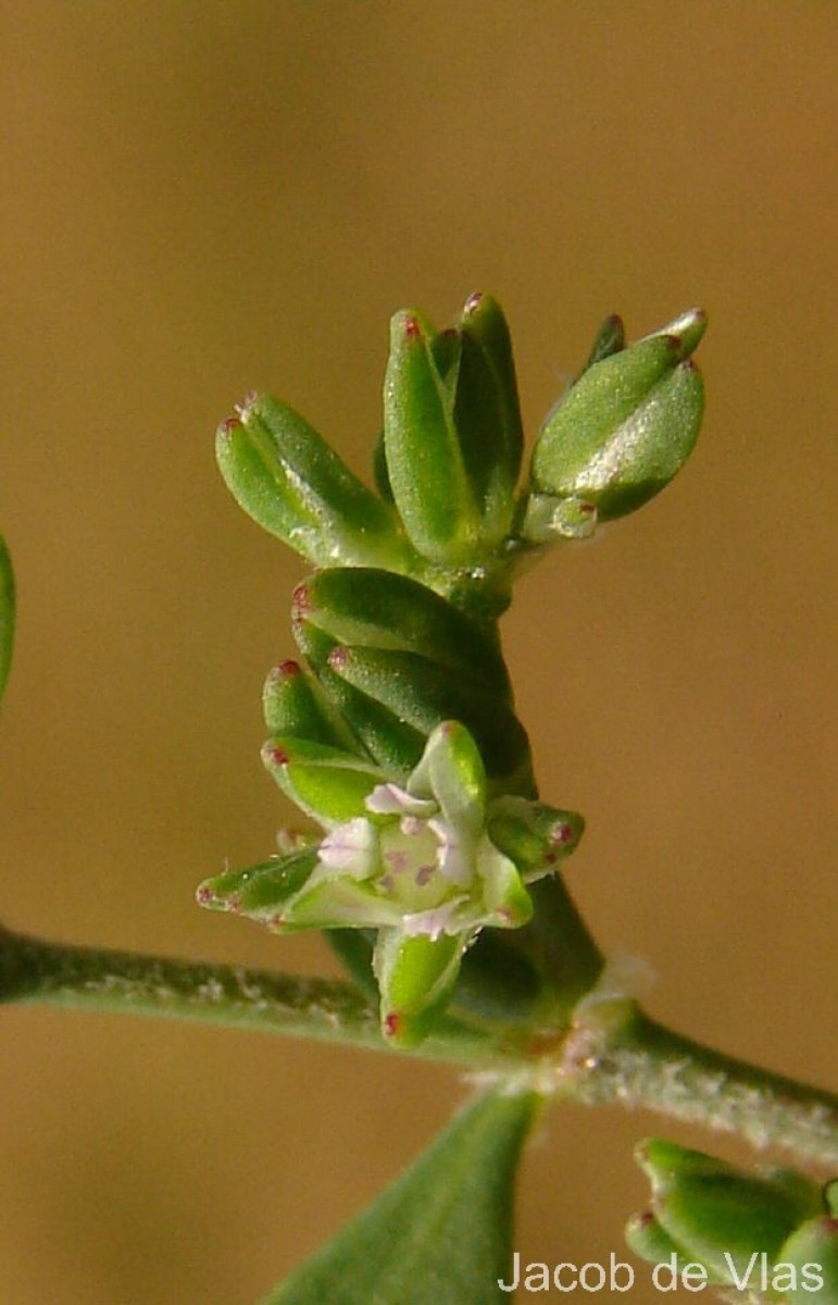 Polycarpon prostratum (Forssk.) Asch. & Schweinf.